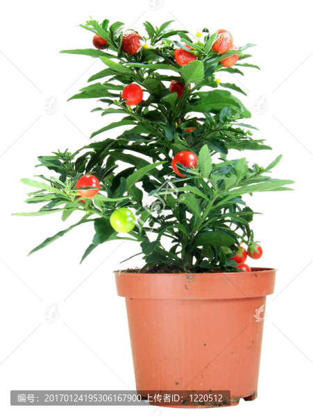 盆栽Solanum,Capsicastrum