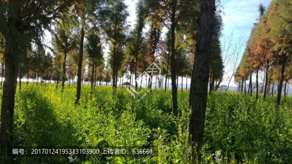 樹林
