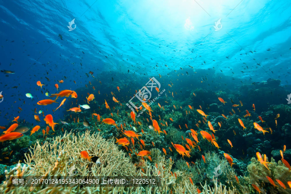 海洋；珊瑚和魚