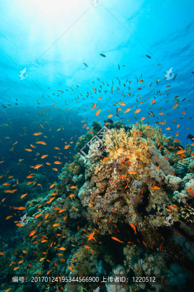 海洋；珊瑚和魚