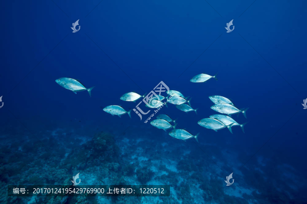 珊瑚和魚的海洋；
