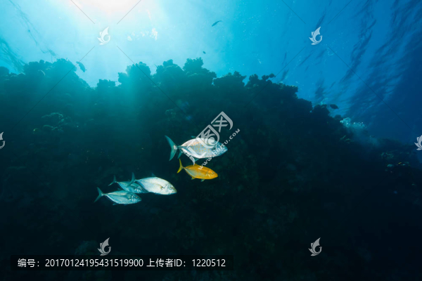 珊瑚和魚(yú)的海洋；