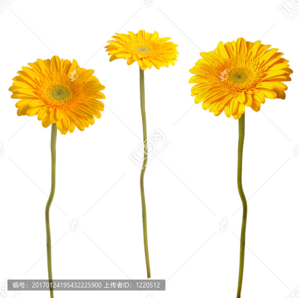 黃太陽菊