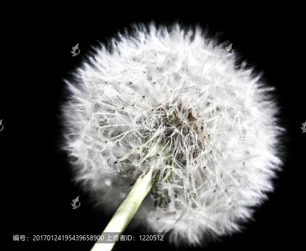 苦菜的細(xì)節(jié)