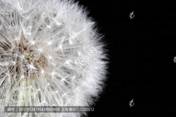 苦菜的背景-匯圖網(wǎng) www.fosd68.com 苦菜的背景