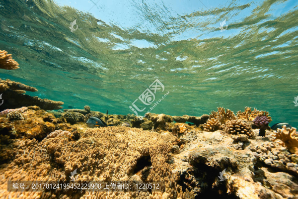 海洋；珊瑚和魚