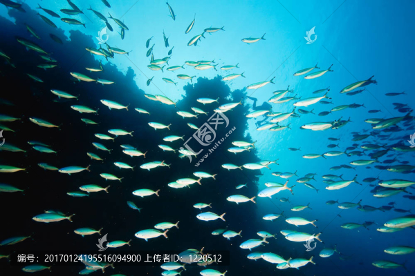 海洋；珊瑚和魚(yú)