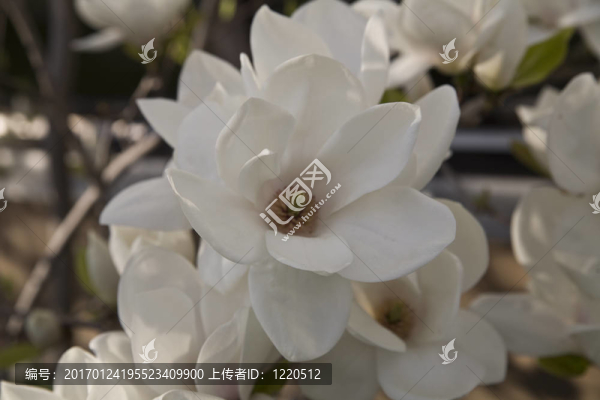 木蘭