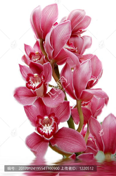蘭花