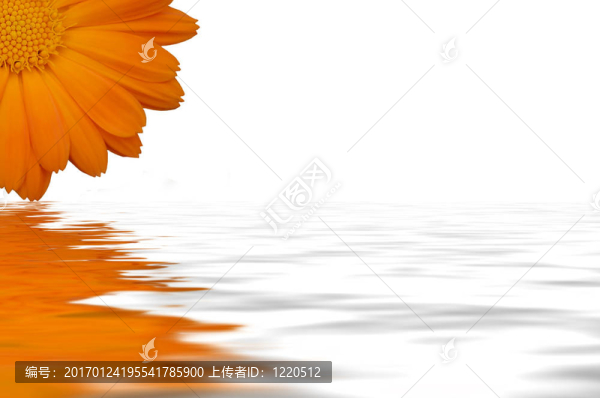 白色背景的黃色花朵