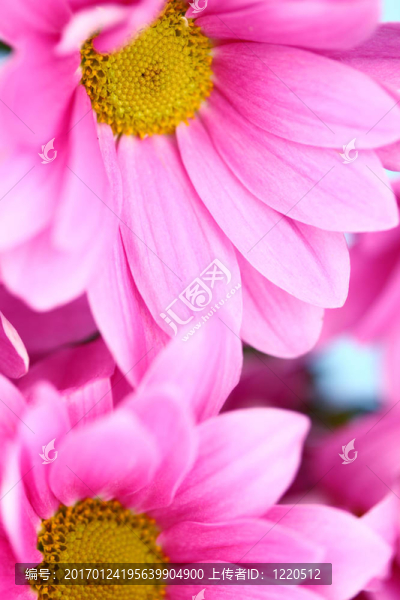 粉紅色的菊花