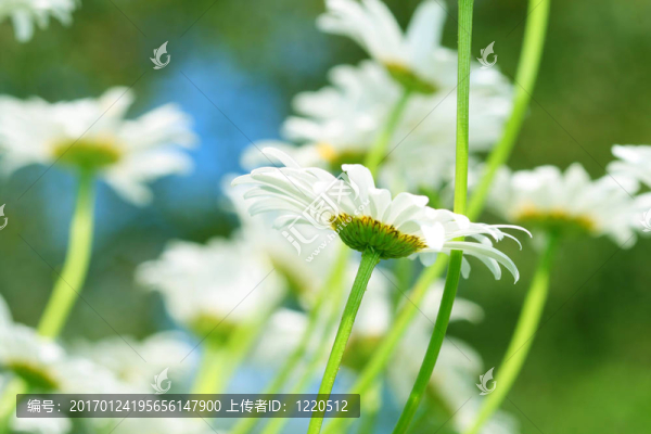 甘菊在天空-匯圖網(wǎng) www.fosd68.com 甘菊在天空