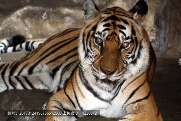 虎（Panthera,tigris）ti-2431