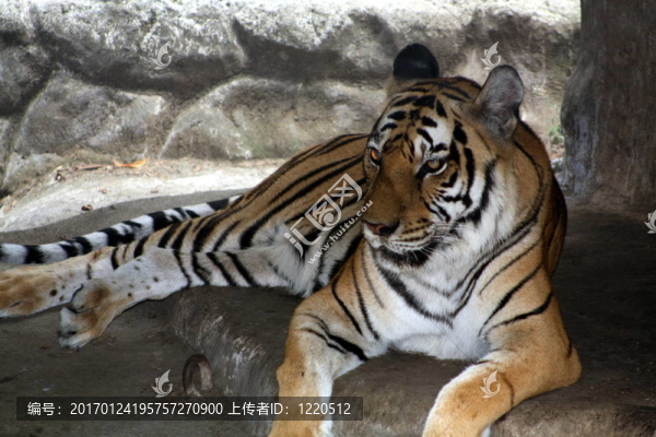 虎（Panthera,tigris）ti-2433