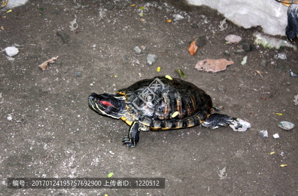 龜；紅耳滑tu-2295