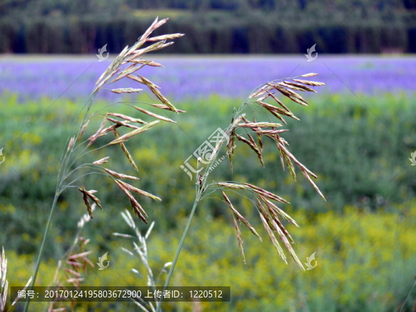 場(chǎng)背景中的兩只耳朵-匯圖網(wǎng) www.fosd68.com 場(chǎng)背景中的兩只耳朵