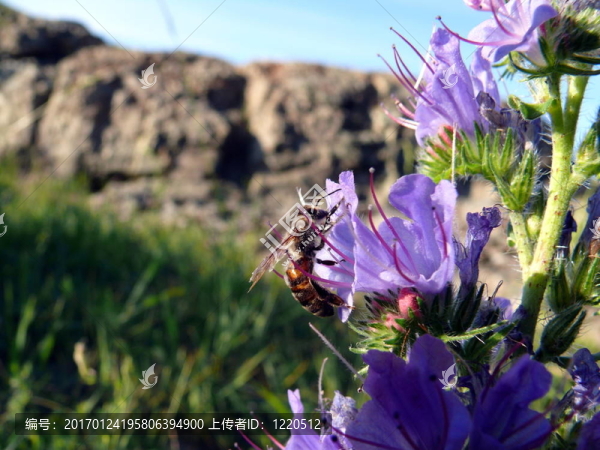 蜜蜂（Apis,mellifera）一朵花（Echium大麥）