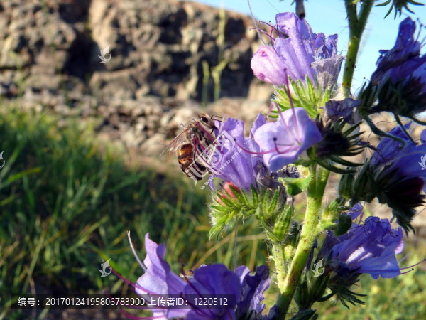 蜜蜂（Apis,mellifera）一朵花（Echium大麥）