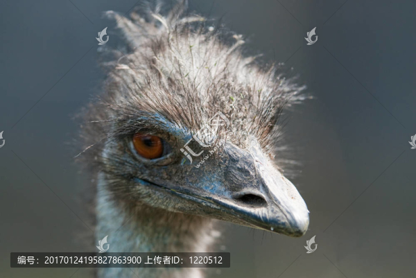 鴕鳥；（北緯鴕鳥）