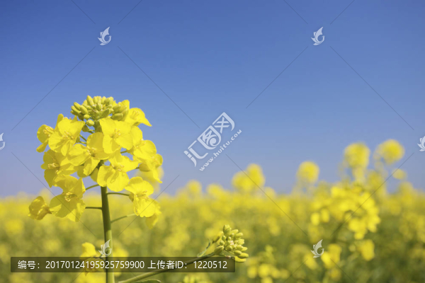 一場(chǎng)對(duì)油菜花；油菜；春天，一個(gè)明亮的藍(lán)色天空