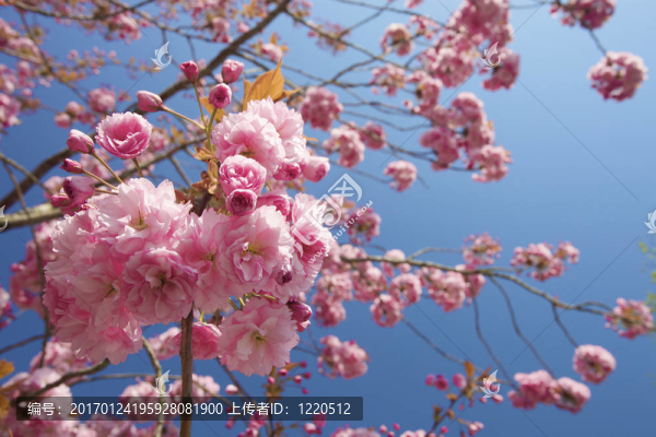春天的樹上有鮮艷的粉紅色花朵，有一片藍(lán)天