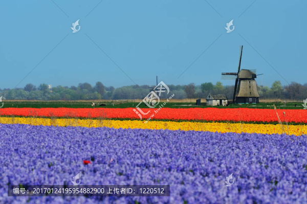 郁金香和風(fēng)車