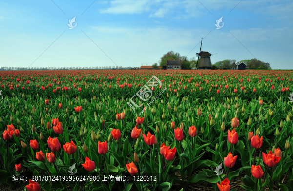 郁金香和風(fēng)車