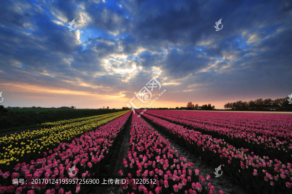 郁金香與夕陽的田野