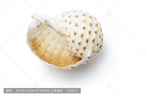 海螺殼