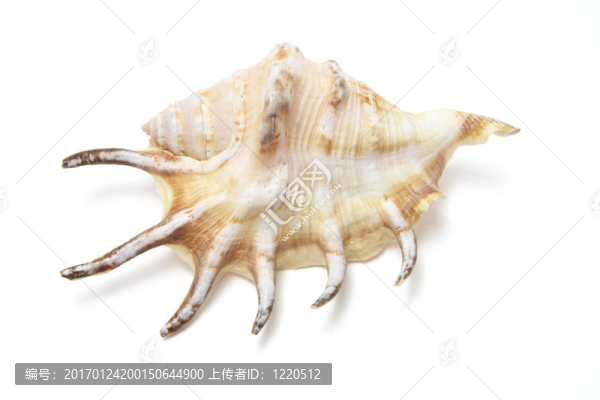 蜘蛛螺的貝殼-匯圖網(wǎng) www.fosd68.com 蜘蛛螺的貝殼