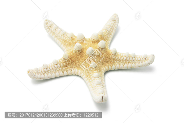 魚星