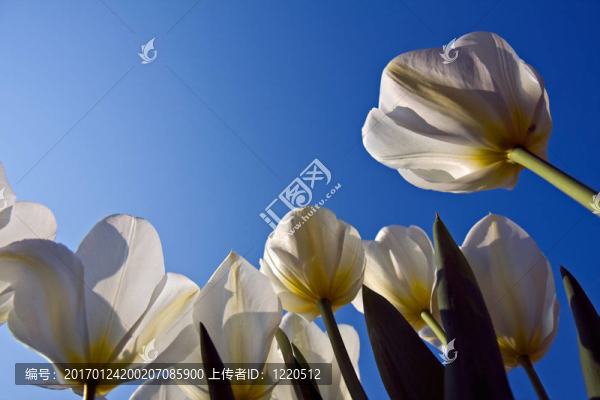 來(lái)自下面的白色郁金香