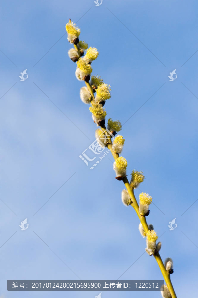 褪色柳-匯圖網(wǎng) www.fosd68.com 褪色柳