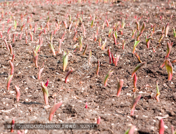 花壇-匯圖網(wǎng) www.fosd68.com 花壇
