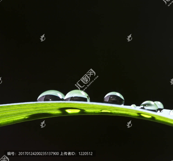 降葉