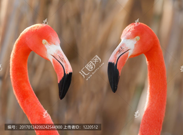 火烈鳥對
