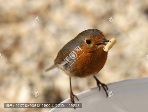 羅賓-匯圖網(wǎng) www.fosd68.com 羅賓