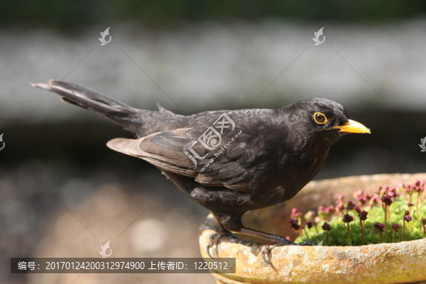 黑鳥