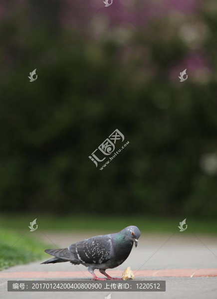 鴿子飼養(yǎng)在一個(gè)公園里的面包屑