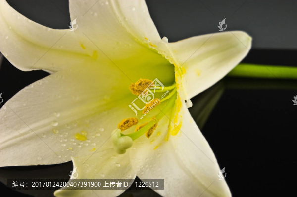 白色復(fù)活節(jié)百合黑色背景