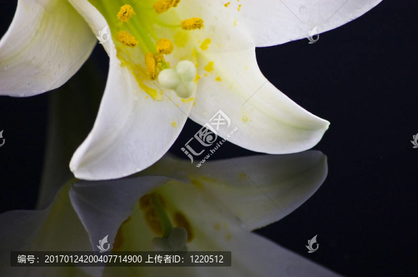 詳細(xì)白色復(fù)活節(jié)百合黑色反射