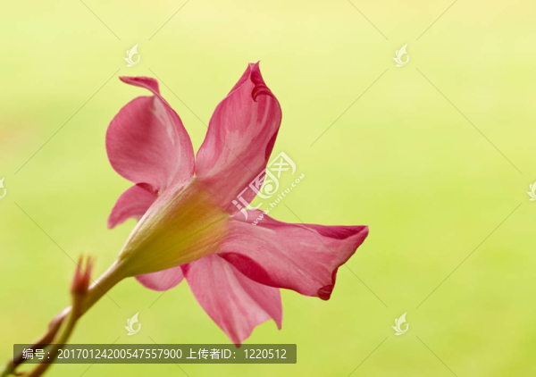 粉紅色的花diplodena糠疹