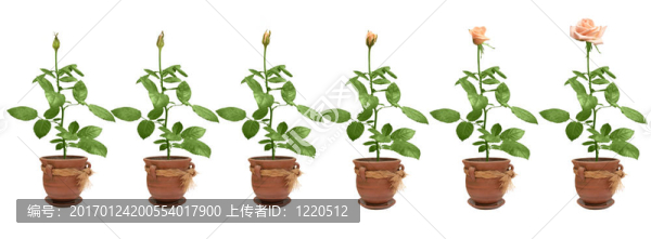 玫瑰開花的過程