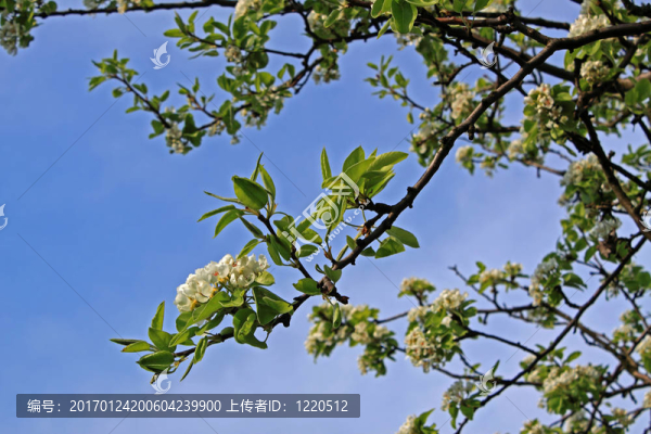 蘋果花