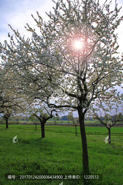 春蘋果樹-匯圖網(wǎng) www.fosd68.com 春蘋果樹