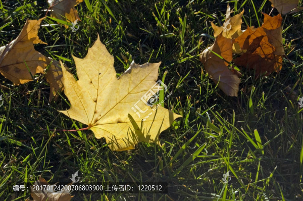 樹葉和草-匯圖網(wǎng) www.fosd68.com 樹葉和草