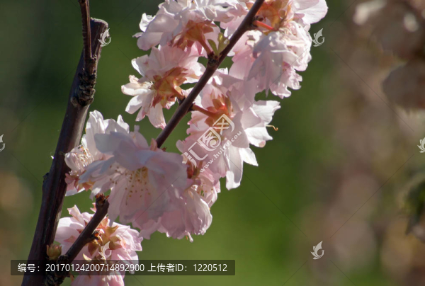 蘋(píng)果花-匯圖網(wǎng) www.fosd68.com 蘋(píng)果花