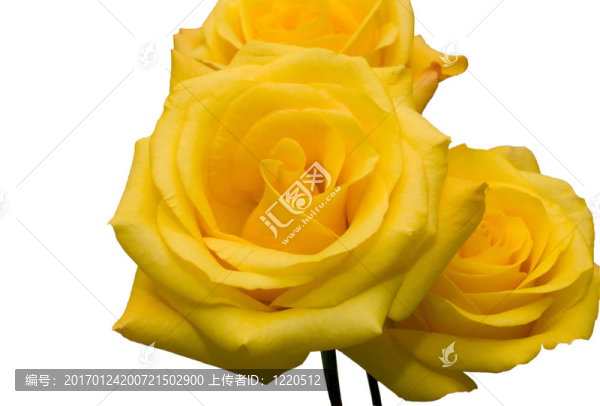 玫瑰-匯圖網(wǎng) www.fosd68.com 玫瑰