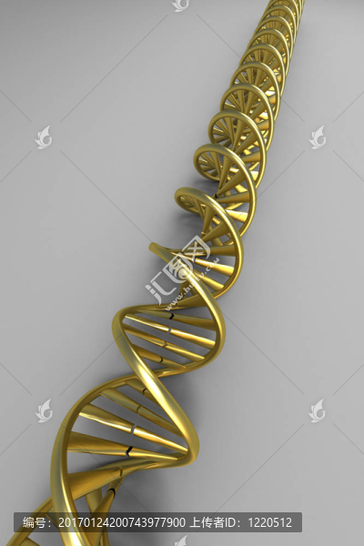 金色的DNA