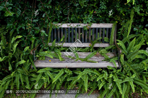 雜草叢生的公園長椅